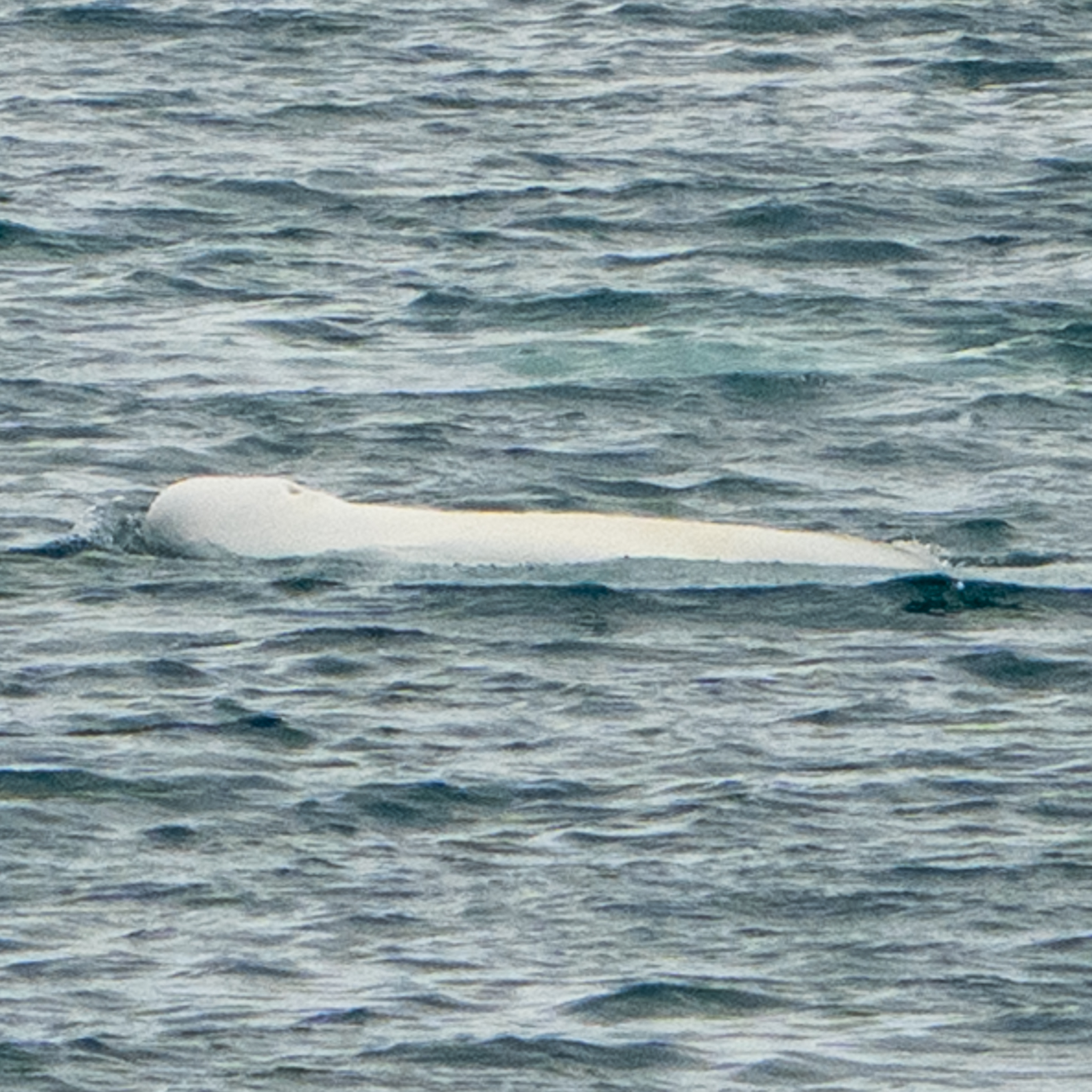 Delphinapterus leucas