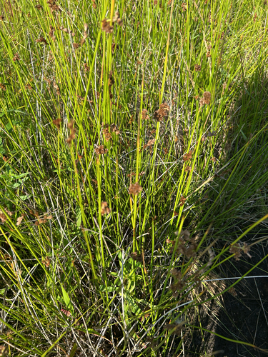 Rushes