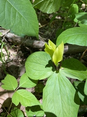 Trillium tennesseense
