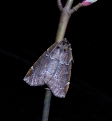 Spodolepis substriataria