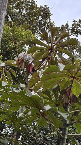 Cecropia glaziovii, photograph 4