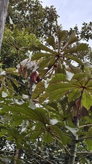 Cecropia glaziovii, photograph (c) Nicollas Michels, some rights reserved (CC BY-SA)
