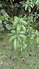 Urera nitida