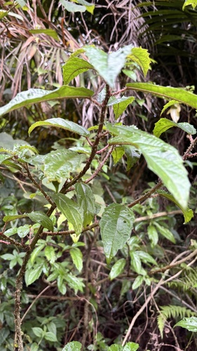 Urera nitida, photograph 2