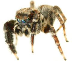 Jotus karllagerfeldi