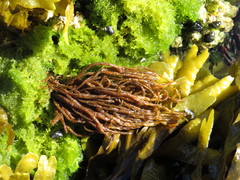 Melanosiphon intestinalis