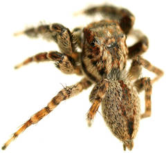 Jotus karllagerfeldi