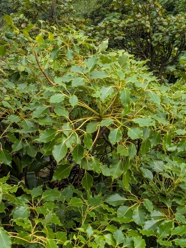 Oreopanax capitatus, photograph 4