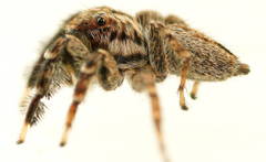 Jotus karllagerfeldi