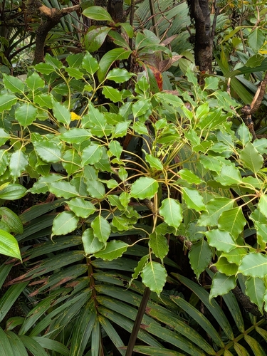 Oreopanax capitatus, photograph 5