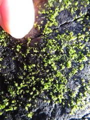 Prasiola crispa