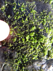 Prasiola crispa