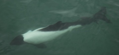 Cephalorhynchus commersonii