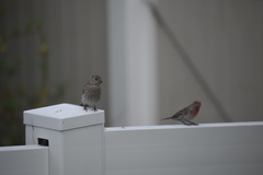 Haemorhous mexicanus