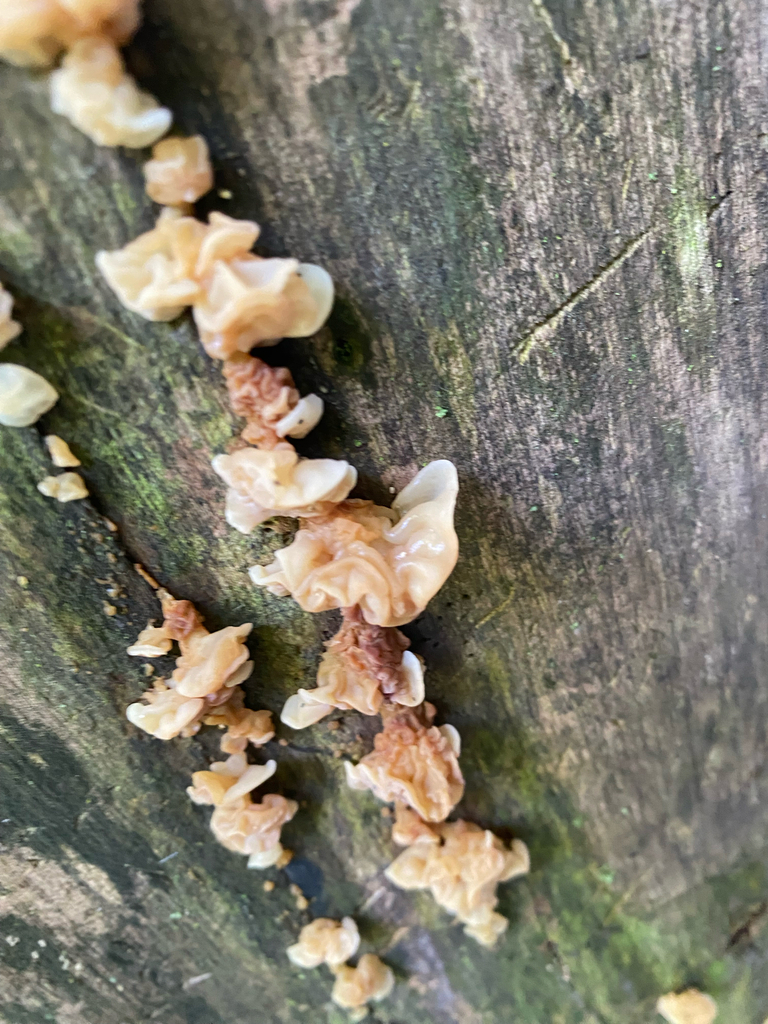 white jelly fungus · August 2026 · photo: Photo: no rights reserved · iNaturalist