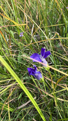 Gentianopsis thermalis, photograph author not stated, no rights reserved