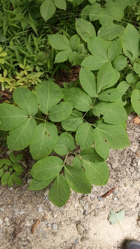 Wild sarsaparilla (Aralia nudicaulis)