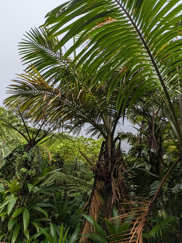 Prestoea acuminata, photograph 3