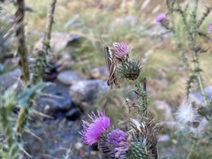 Dichroplus elongatus
