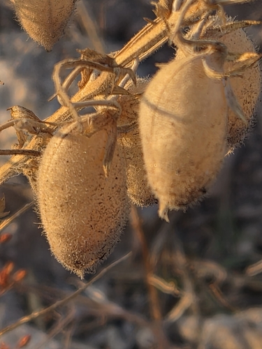 chickpea