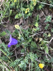 Campanula rhomboidalis
