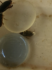 Agabus disintegratus