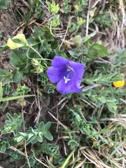 Campanula rhomboidalis