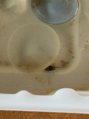 Agabus disintegratus