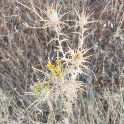 woolly distaff thistle