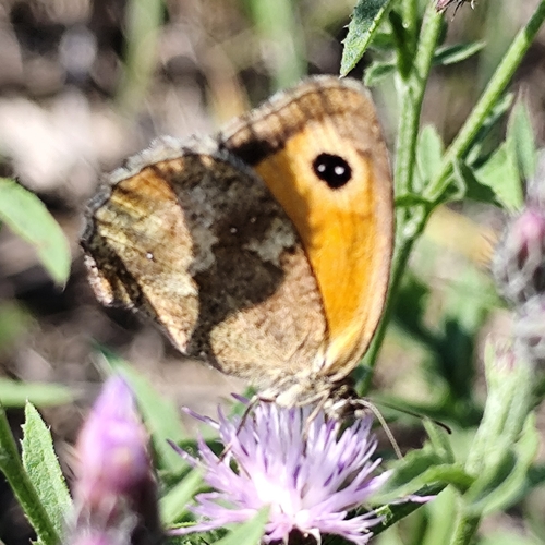 Gatekeeper