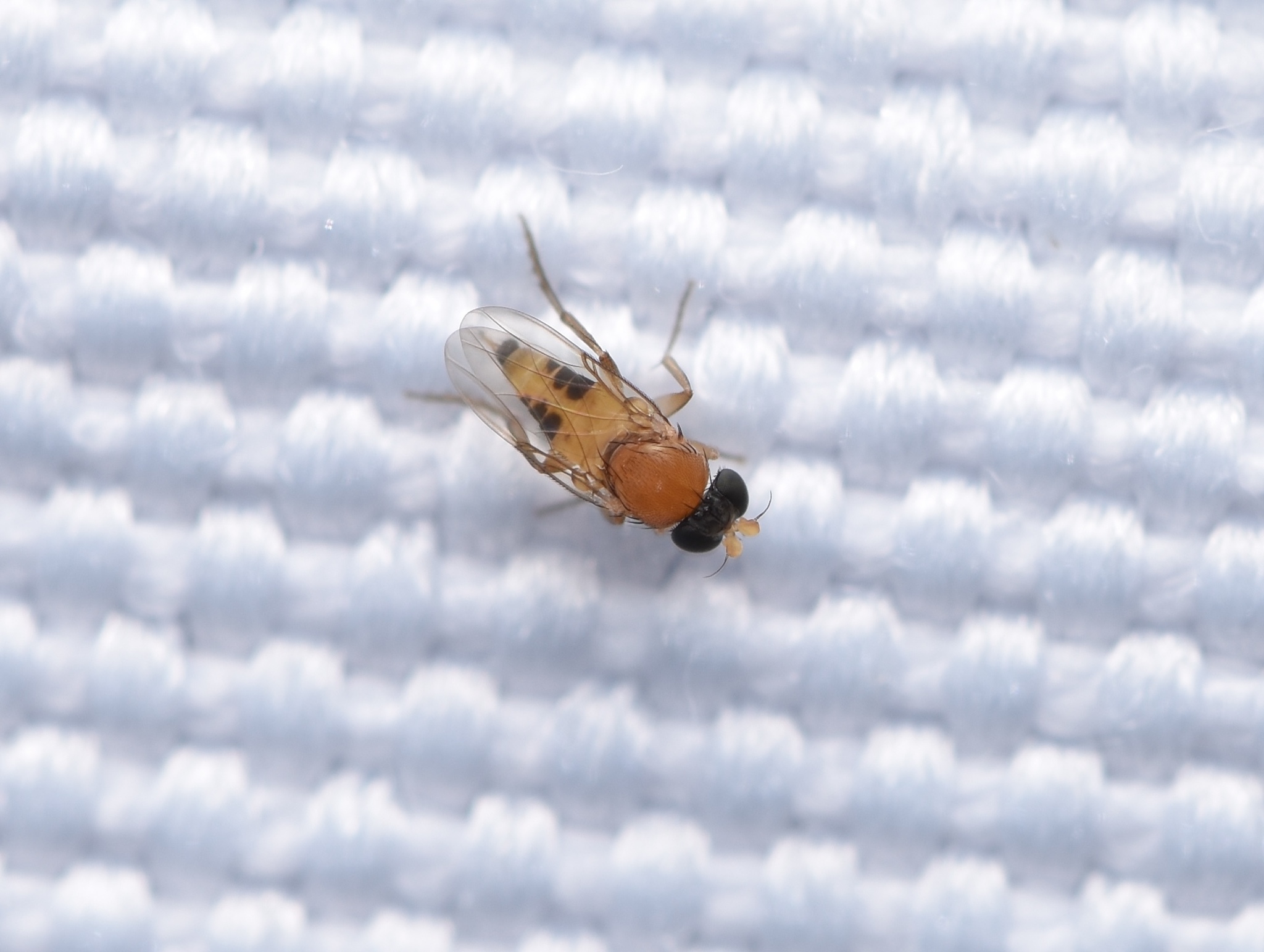Apocephalus miocenus