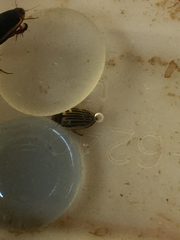 Agabus disintegratus