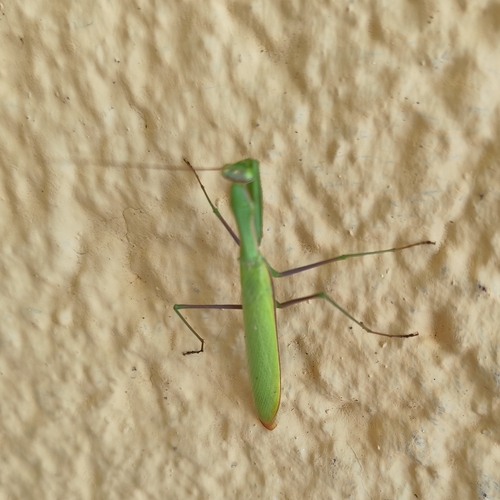 European Mantis