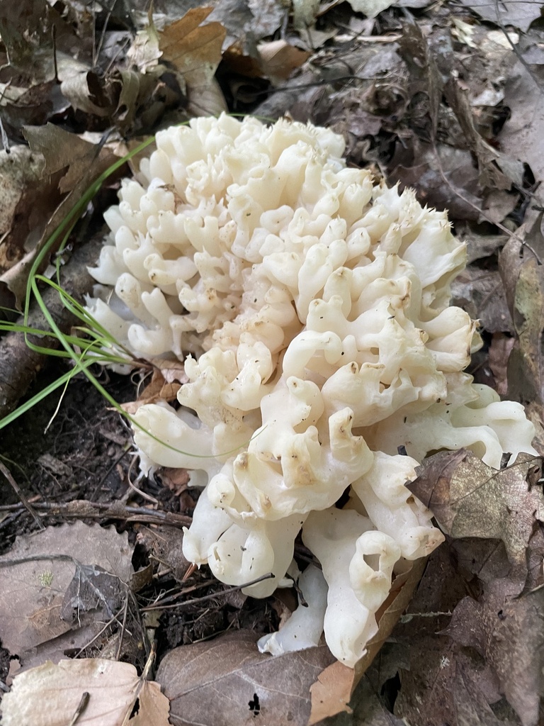 white coral jelly fungus · August 2026 · photo: Photo: (c) Mical, some rights reserved (CC BY) · iNaturalist
