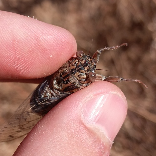 Cicada barbara