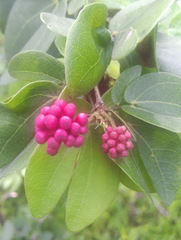 Calliandra tergemina emarginata
