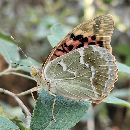 Cardinal Butterfly