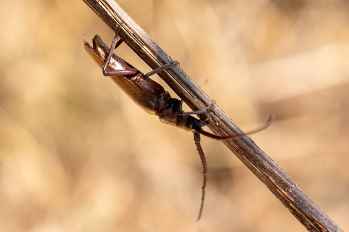 grain support beetle