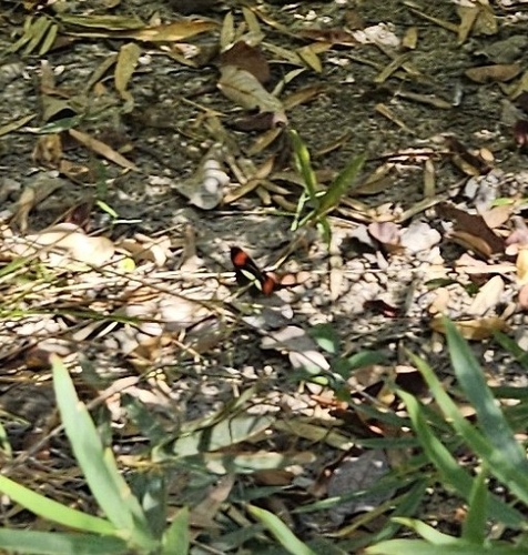 Heliconius erato phyllis