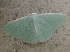 Xenochlorodes olympiaria