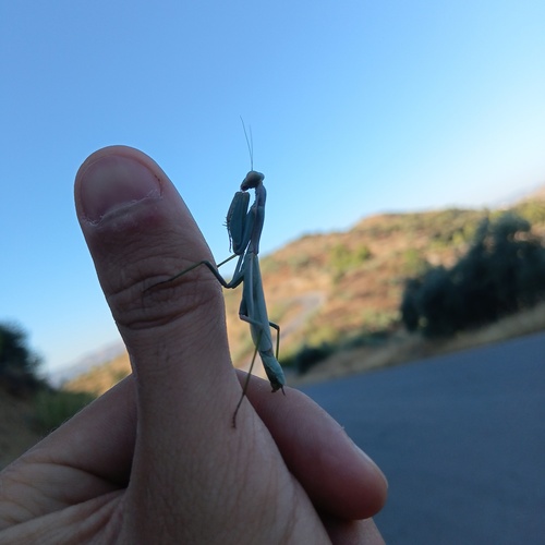 Mediterranean Mantis