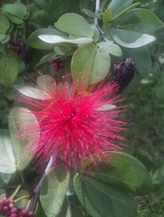 Calliandra tergemina emarginata