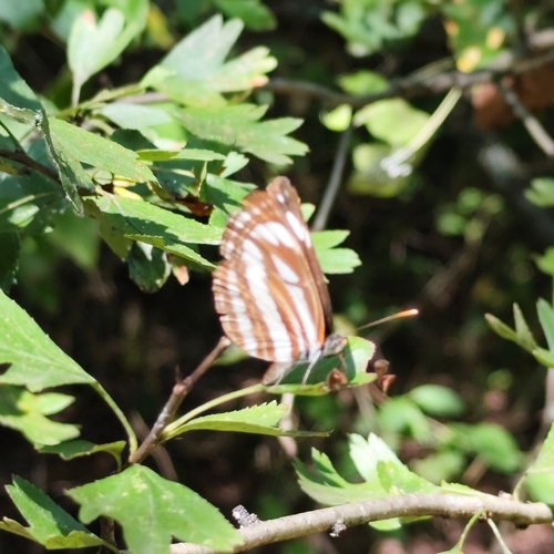 Pallas' Sailer