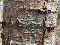 Buellia griseovirens