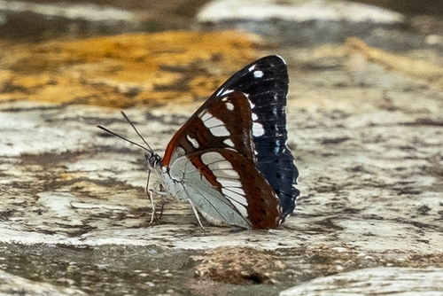 Southern White Admiral