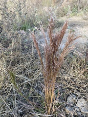 Schizachyrium spicatum