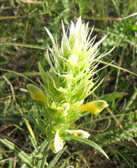 Melampyrum argyrocomum
