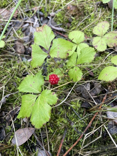 Arctic raspberry