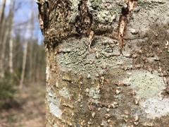 Buellia griseovirens