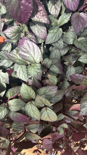 Strobilanthes alternata observed 2026-06-02
